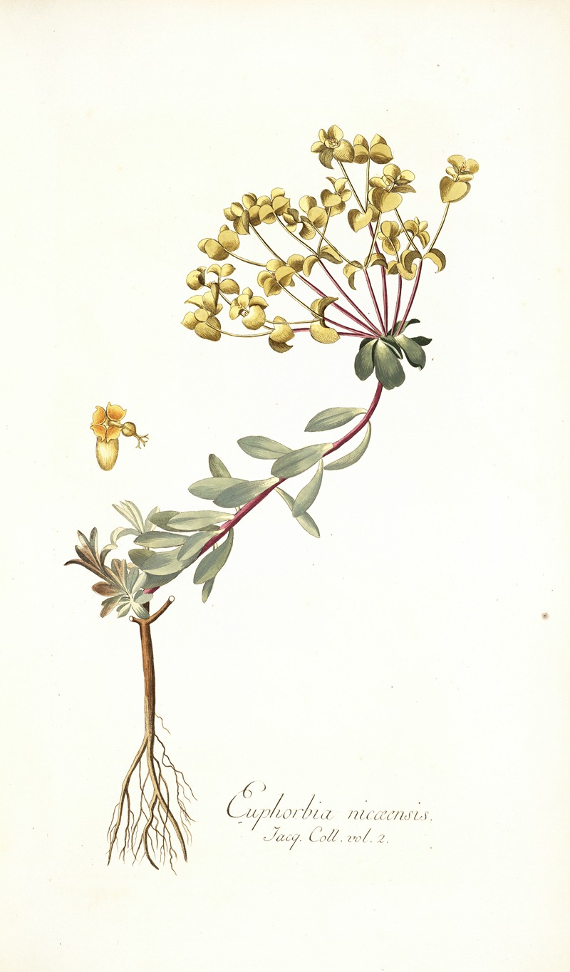 Nikolaus Joseph Freiherr von Jacquin - Euphorbia nicaeensis