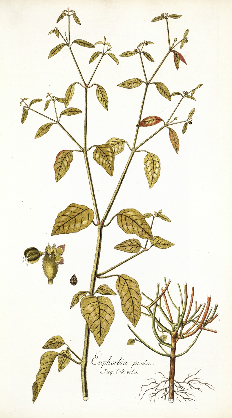Nikolaus Joseph Freiherr von Jacquin - Euphorbia picta