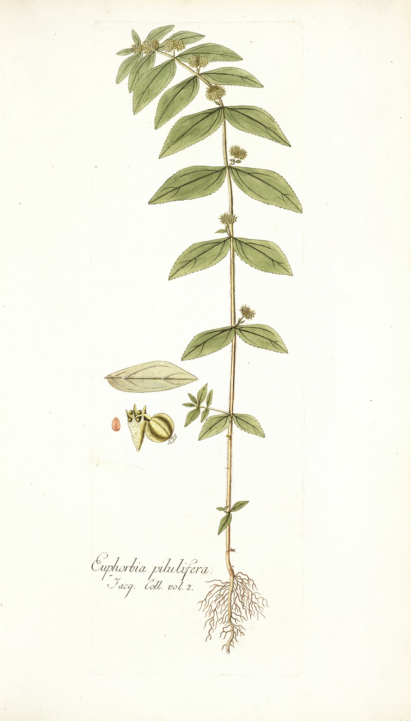 Nikolaus Joseph Freiherr von Jacquin - Euphorbia pilulifera