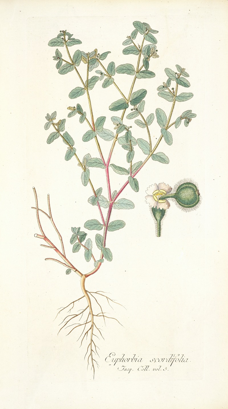 Nikolaus Joseph Freiherr von Jacquin - Euphorbia scordifolia