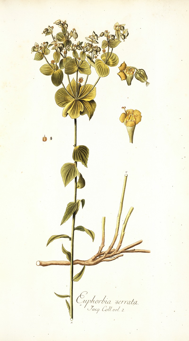 Nikolaus Joseph Freiherr von Jacquin - Euphorbia serrata