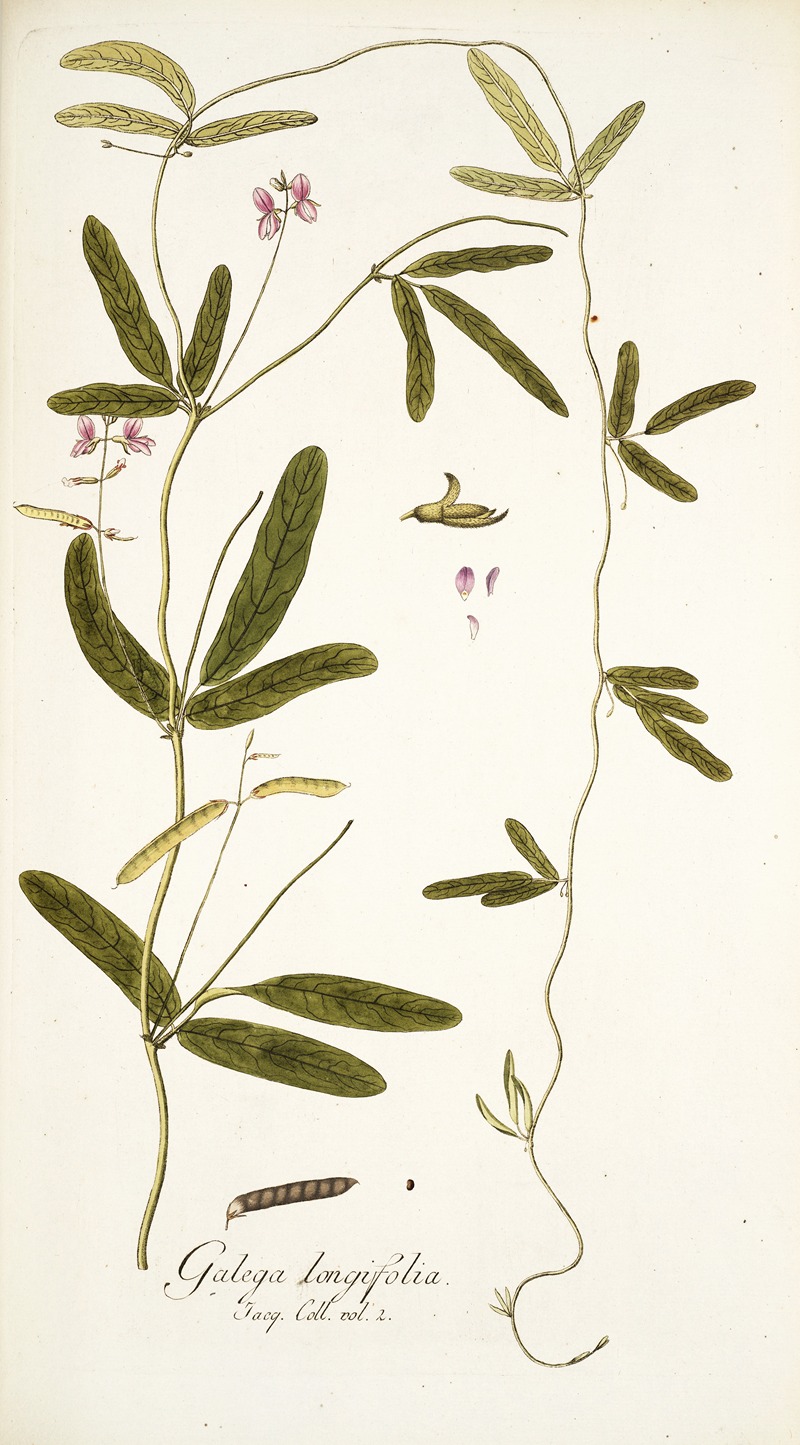 Nikolaus Joseph Freiherr von Jacquin - Galega longifolia