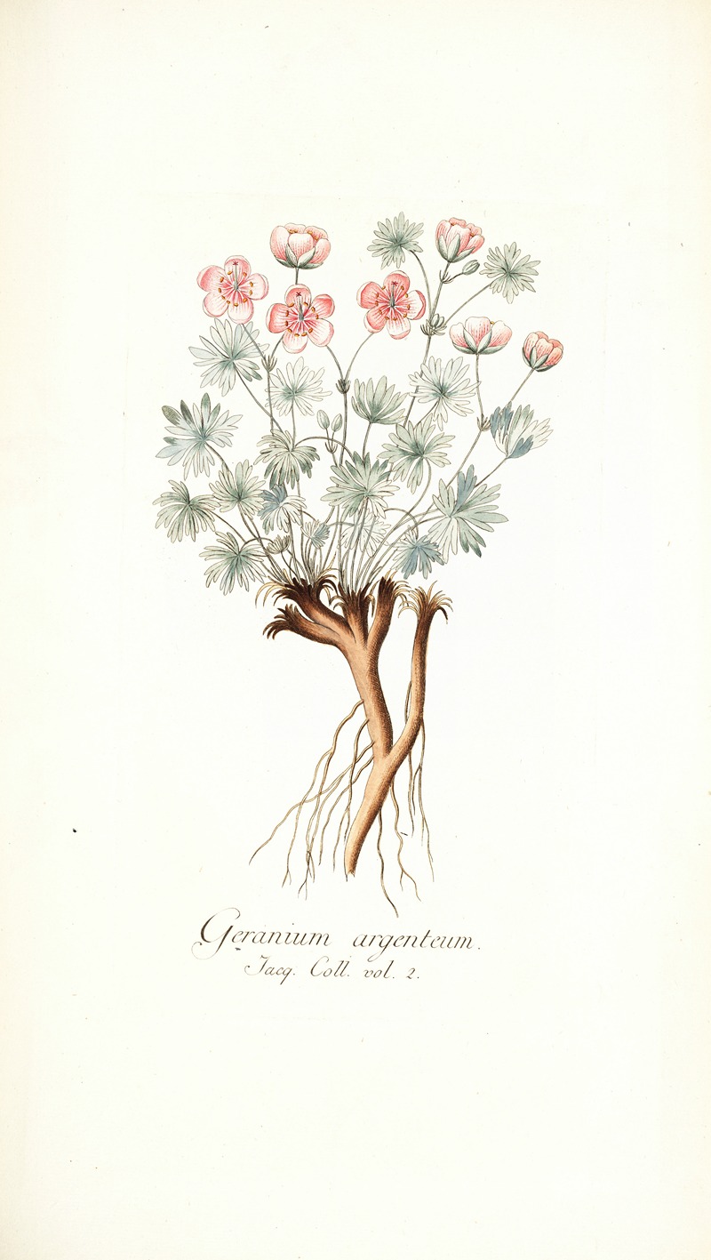 Nikolaus Joseph Freiherr von Jacquin - Geranium argenteum