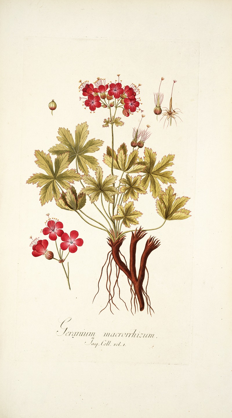 Nikolaus Joseph Freiherr von Jacquin - Geranium macrorrhizum