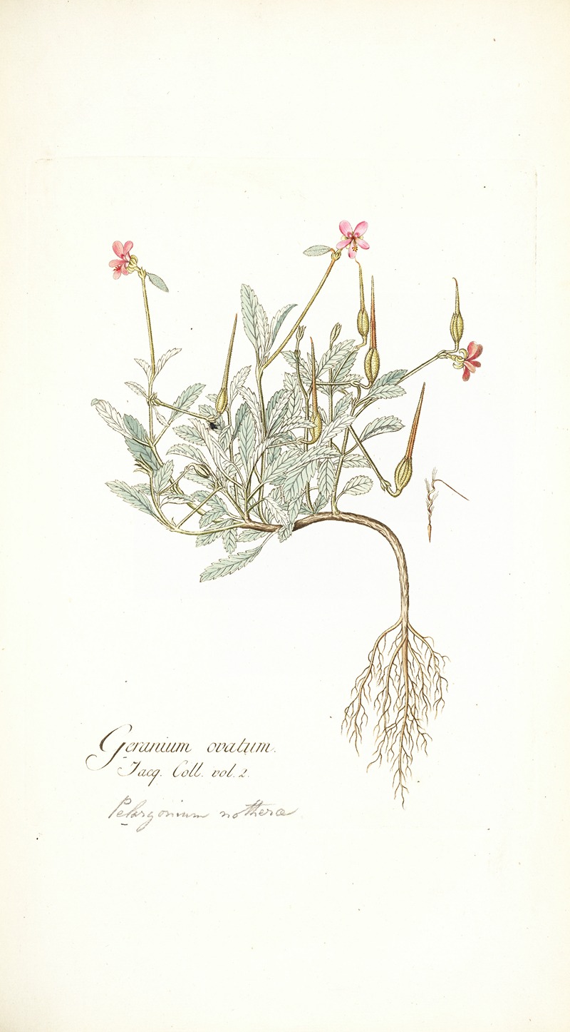 Nikolaus Joseph Freiherr von Jacquin - Geranium ovatum