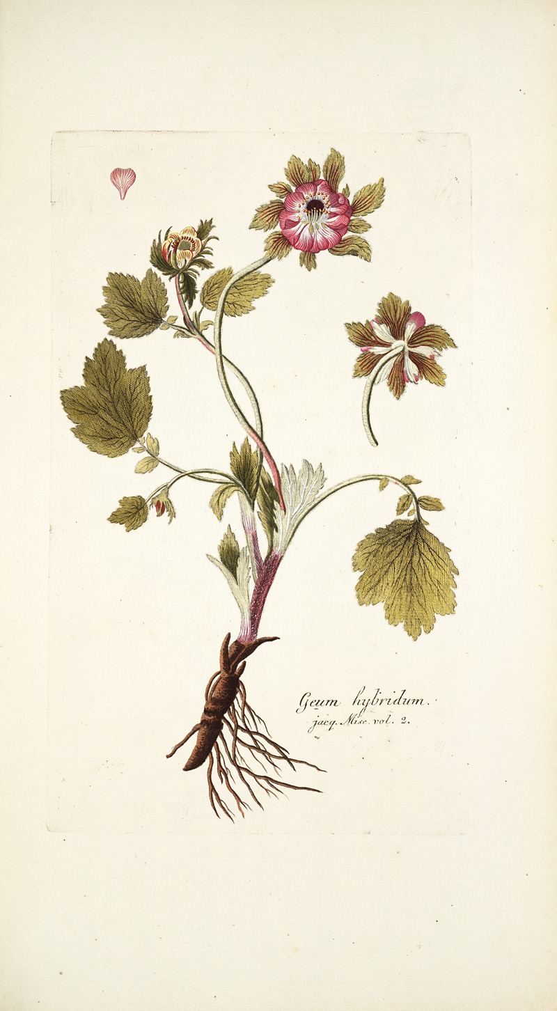 Nikolaus Joseph Freiherr von Jacquin - Geum hybridum