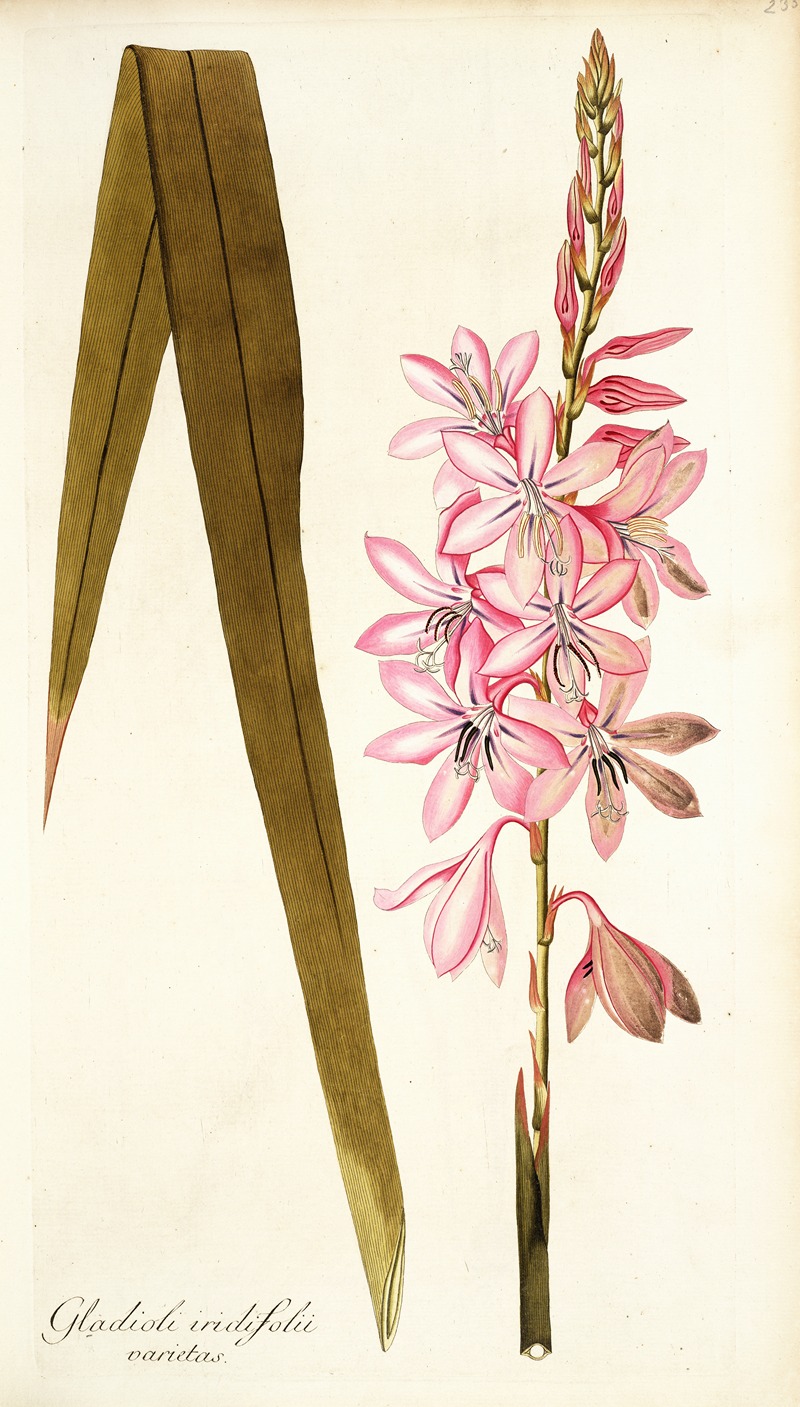 Nikolaus Joseph Freiherr von Jacquin - Gladioli iridifolii