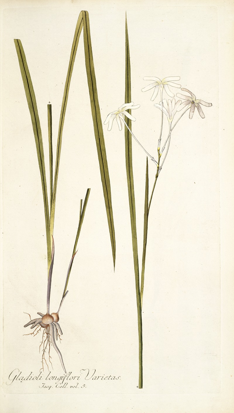 Nikolaus Joseph Freiherr von Jacquin - Gladioli longiflori varietas