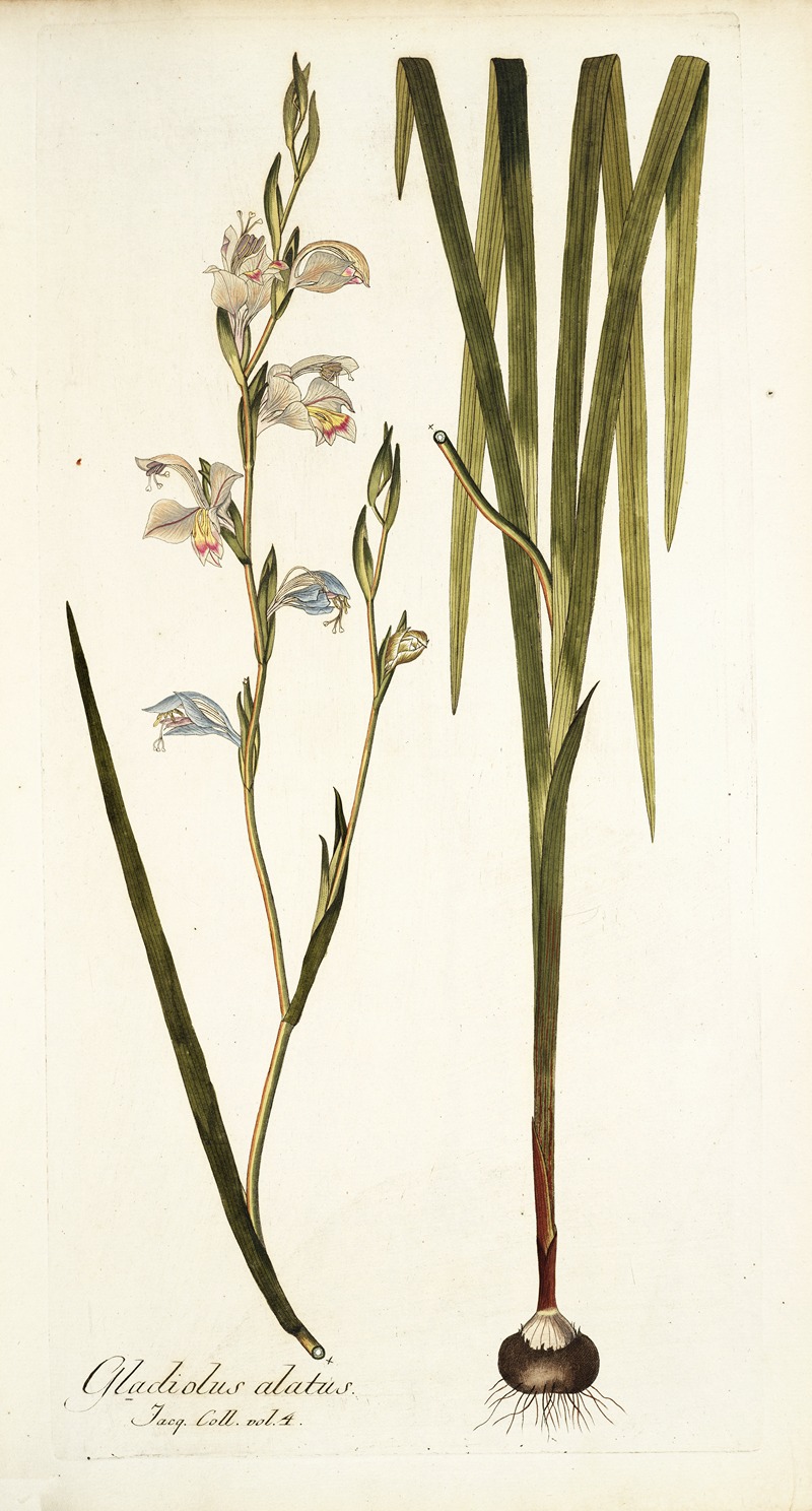 Nikolaus Joseph Freiherr von Jacquin - Gladiolus alatus