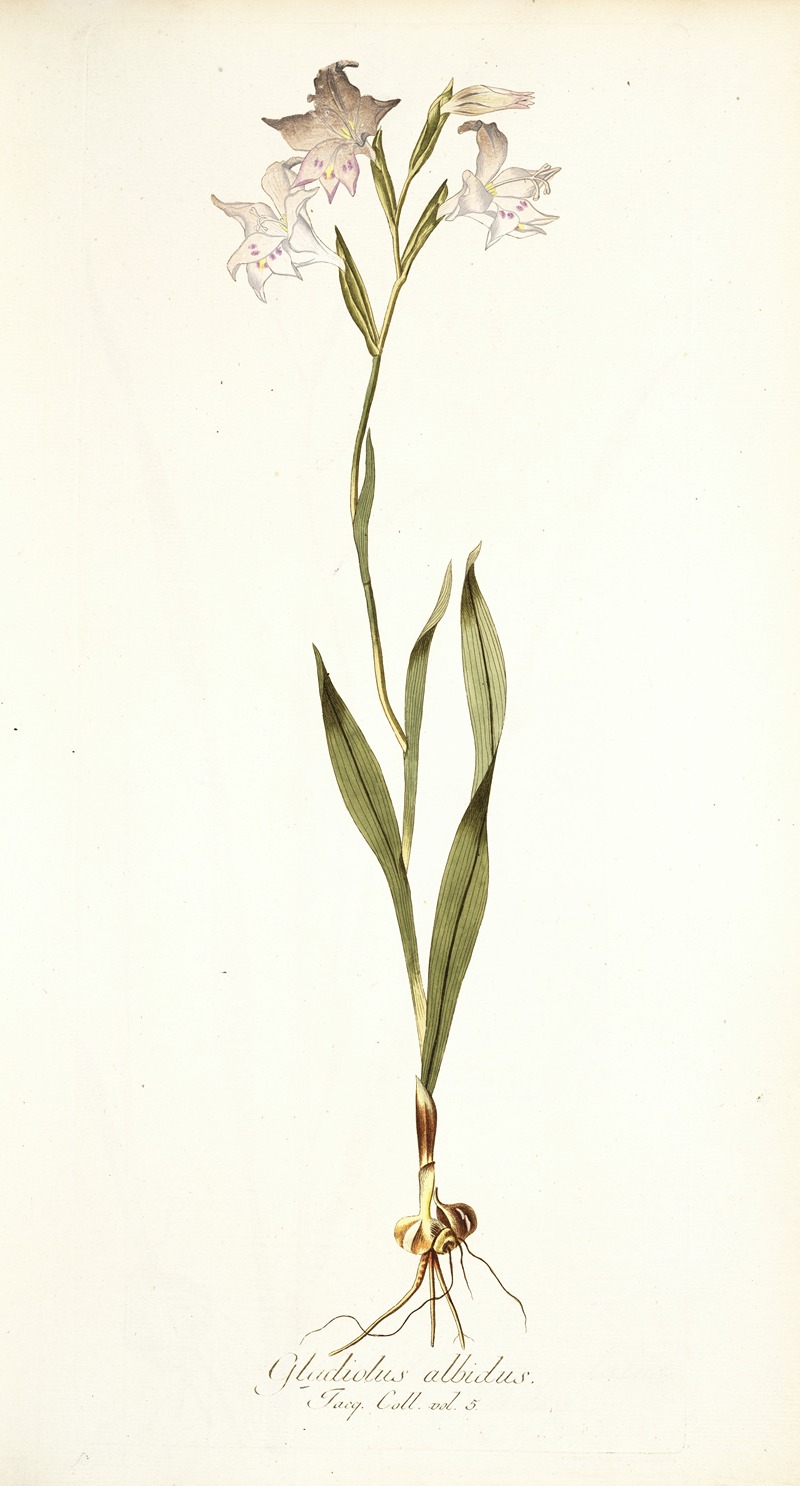 Nikolaus Joseph Freiherr von Jacquin - Gladiolus albidus