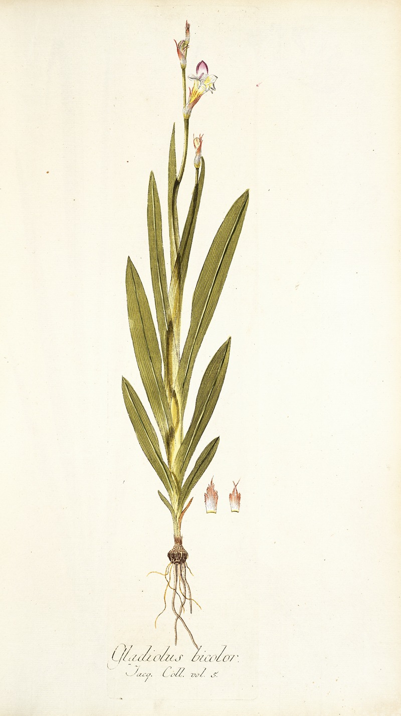 Nikolaus Joseph Freiherr von Jacquin - Gladiolus bicolor