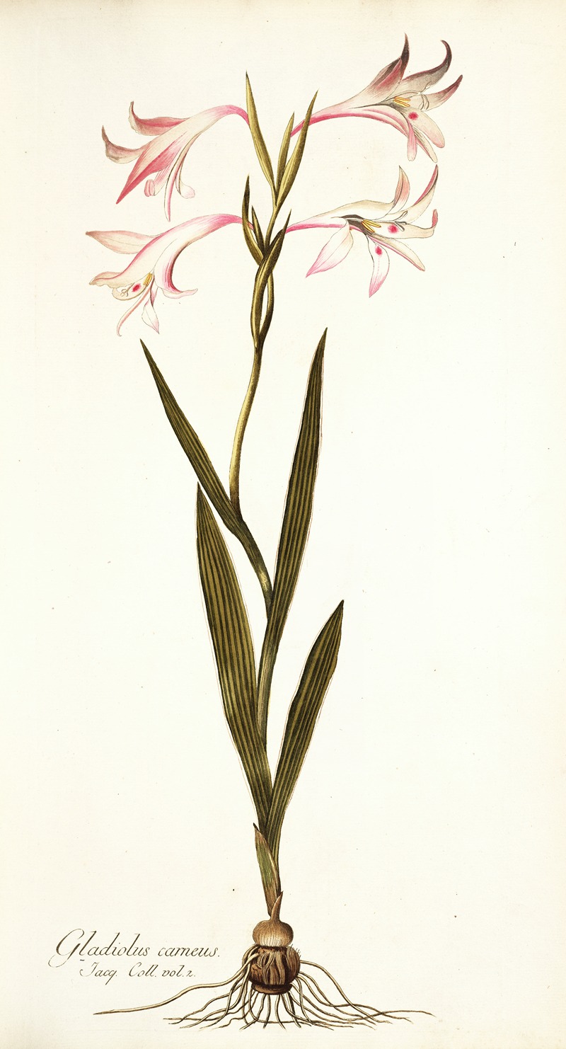 Nikolaus Joseph Freiherr von Jacquin - Gladiolus carneus