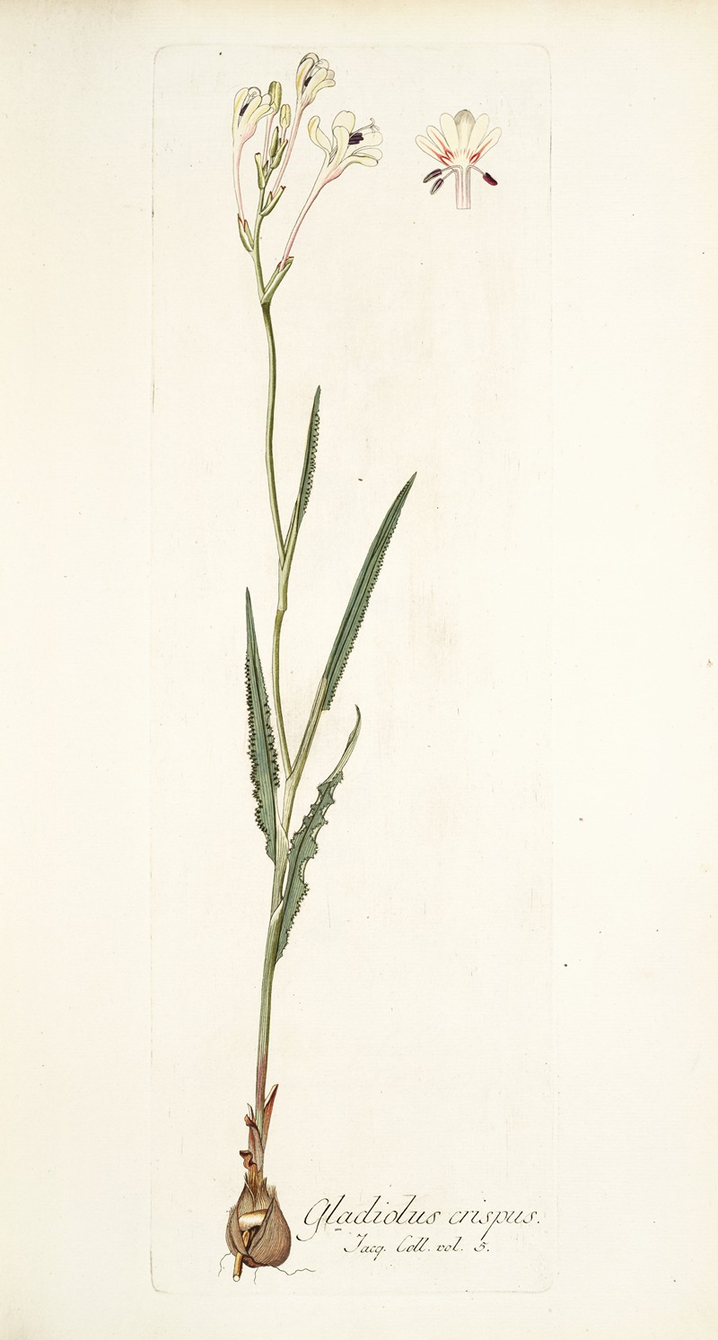 Nikolaus Joseph Freiherr von Jacquin - Gladiolus crispus