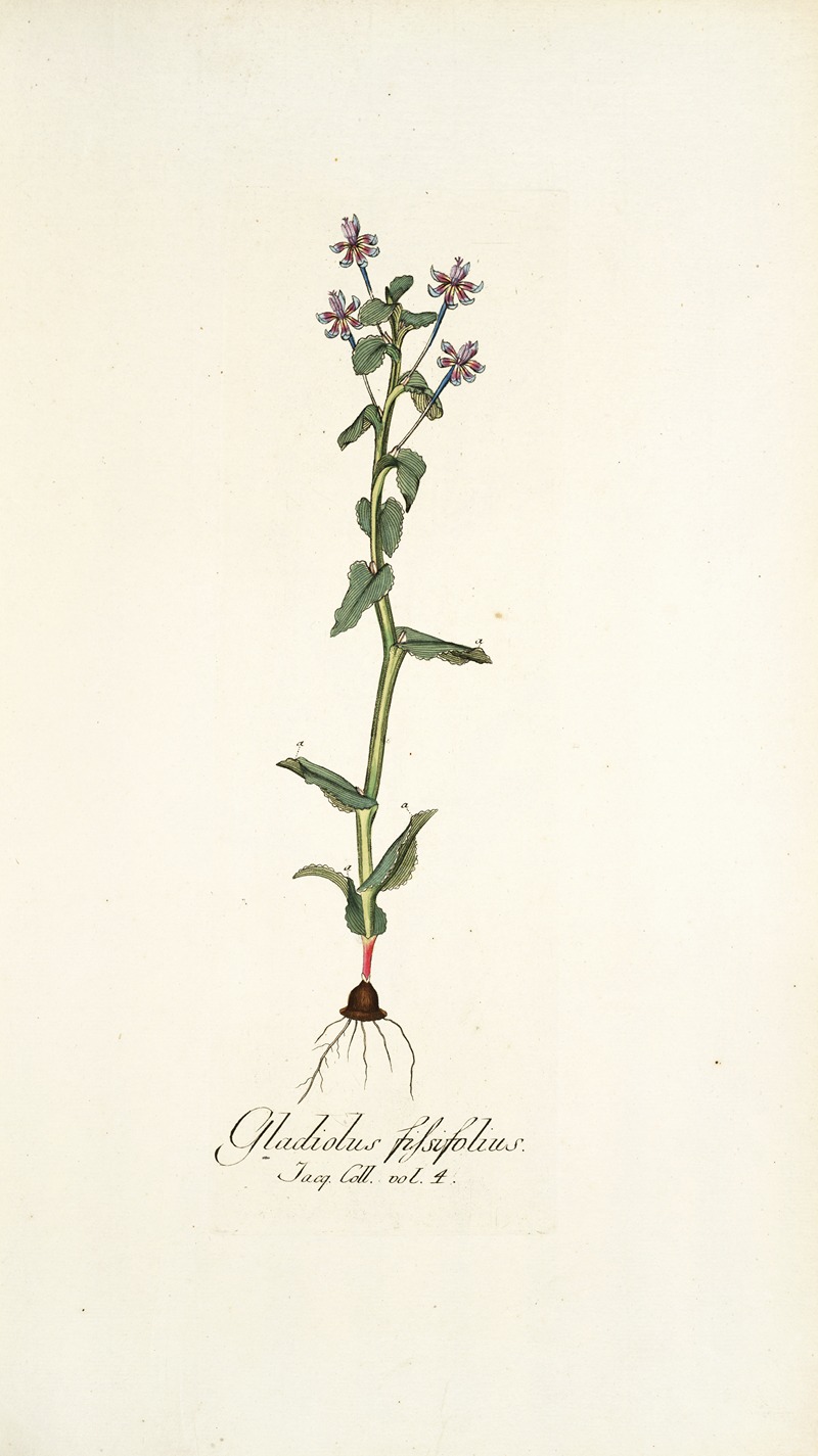 Nikolaus Joseph Freiherr von Jacquin - Gladiolus fissifolius