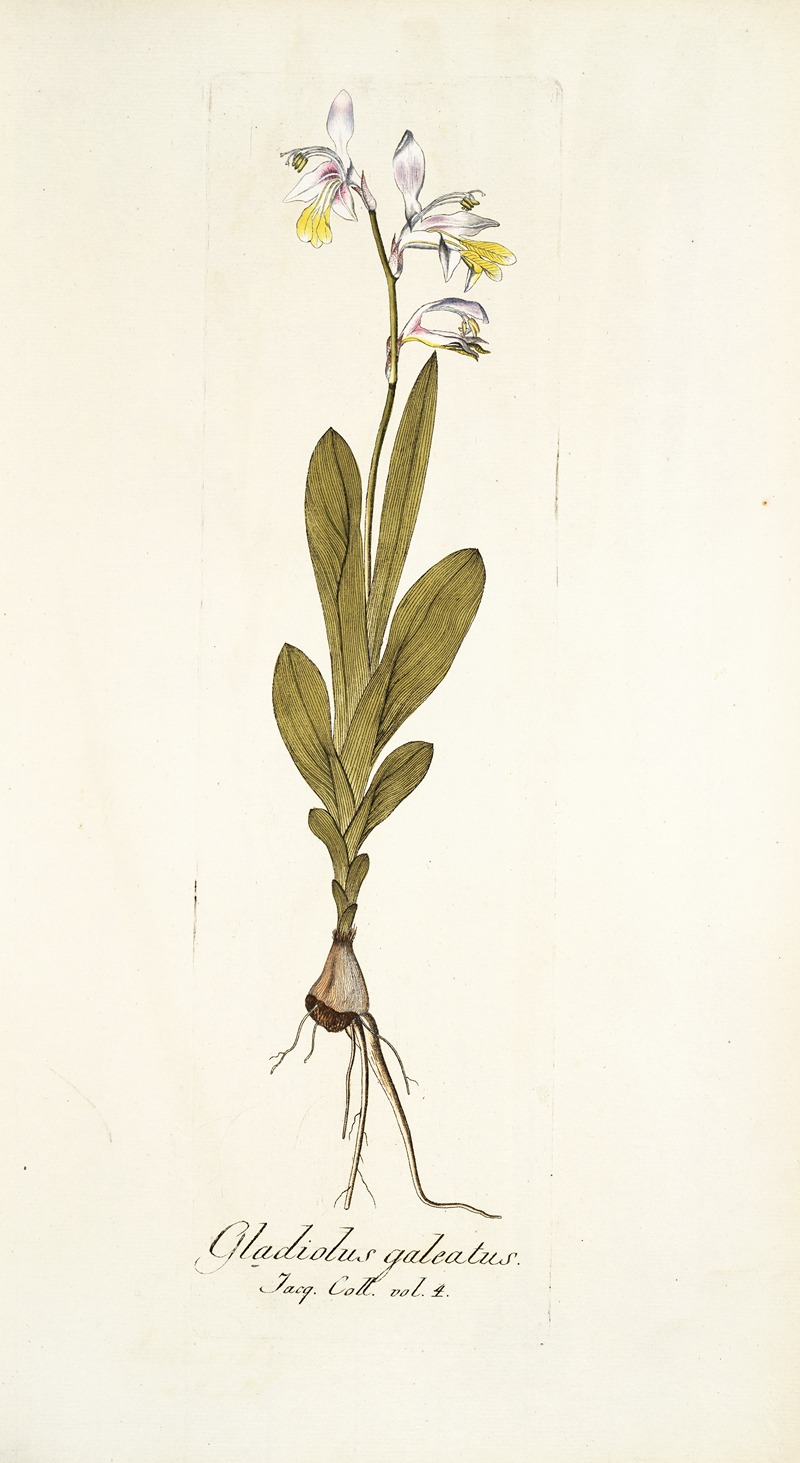Nikolaus Joseph Freiherr von Jacquin - Gladiolus galeatus