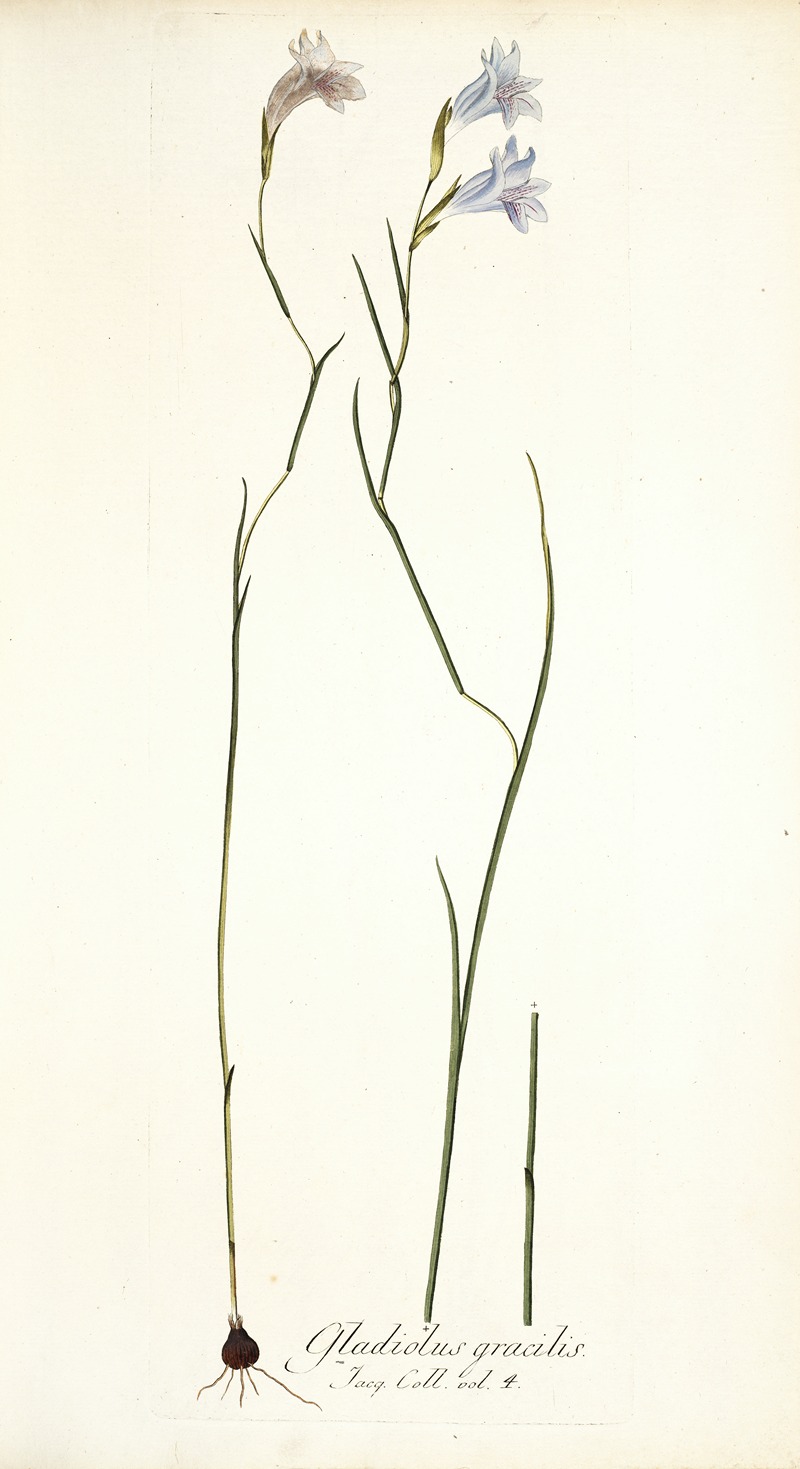 Nikolaus Joseph Freiherr von Jacquin - Gladiolus gracilis