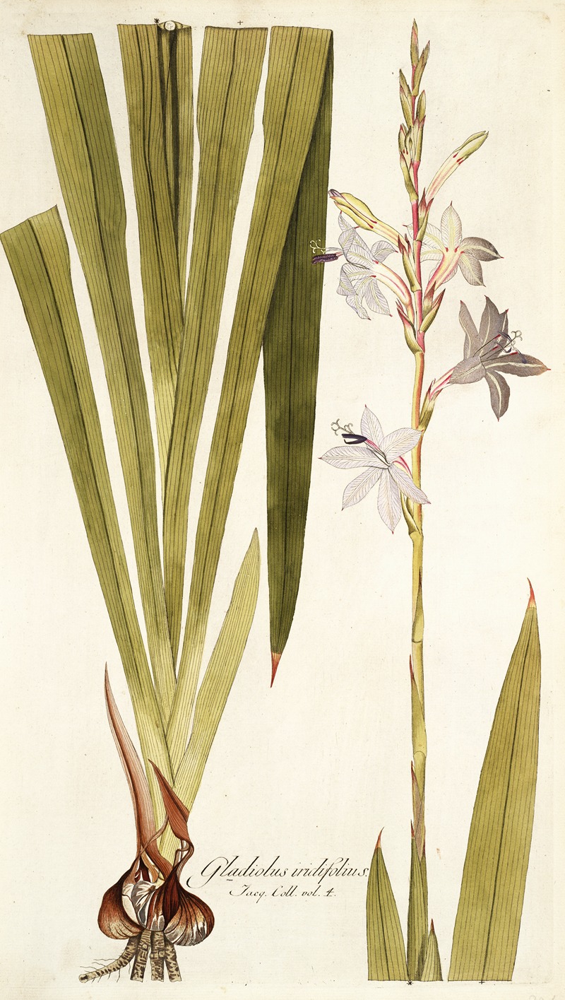 Nikolaus Joseph Freiherr von Jacquin - Gladiolus iridifolius