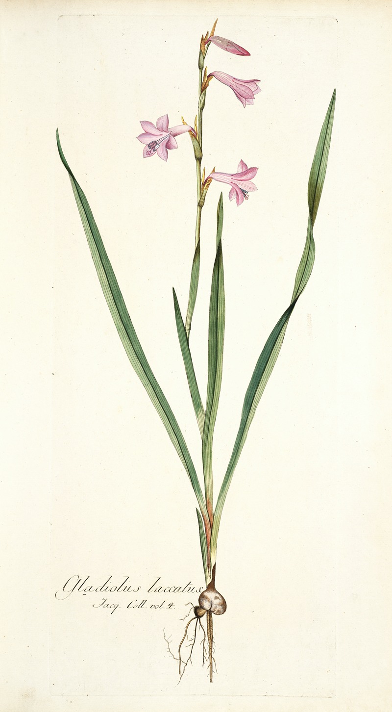Nikolaus Joseph Freiherr von Jacquin - Gladiolus laccatus