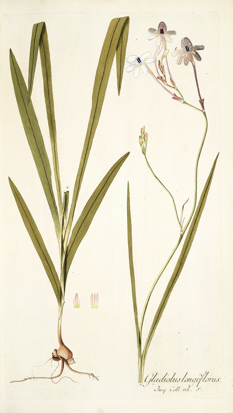 Nikolaus Joseph Freiherr von Jacquin - Gladiolus longiflorus