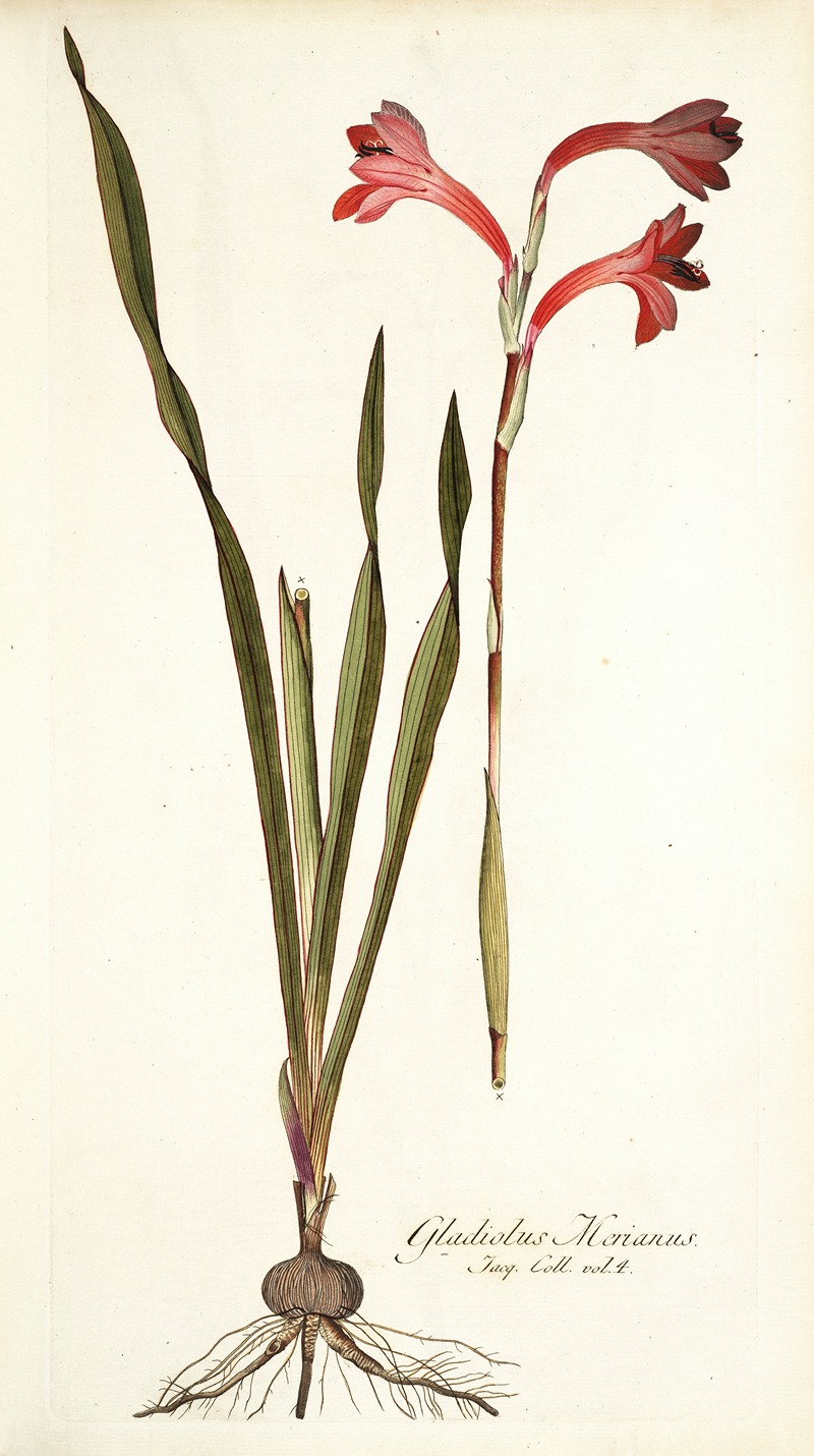 Nikolaus Joseph Freiherr von Jacquin - Gladiolus merianus