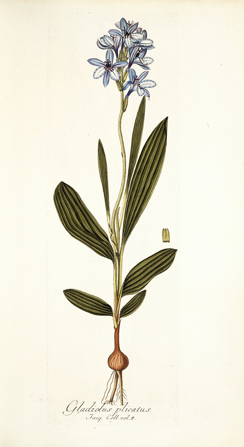 Nikolaus Joseph Freiherr von Jacquin - Gladiolus plicatus