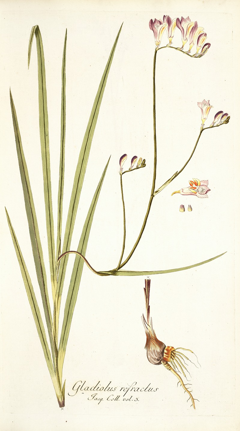 Nikolaus Joseph Freiherr von Jacquin - Gladiolus refractus