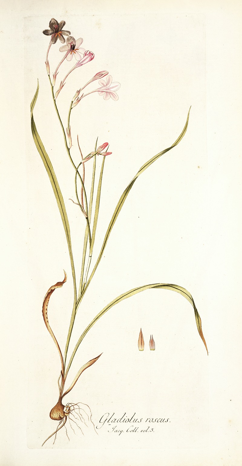 Nikolaus Joseph Freiherr von Jacquin - Gladiolus roseus