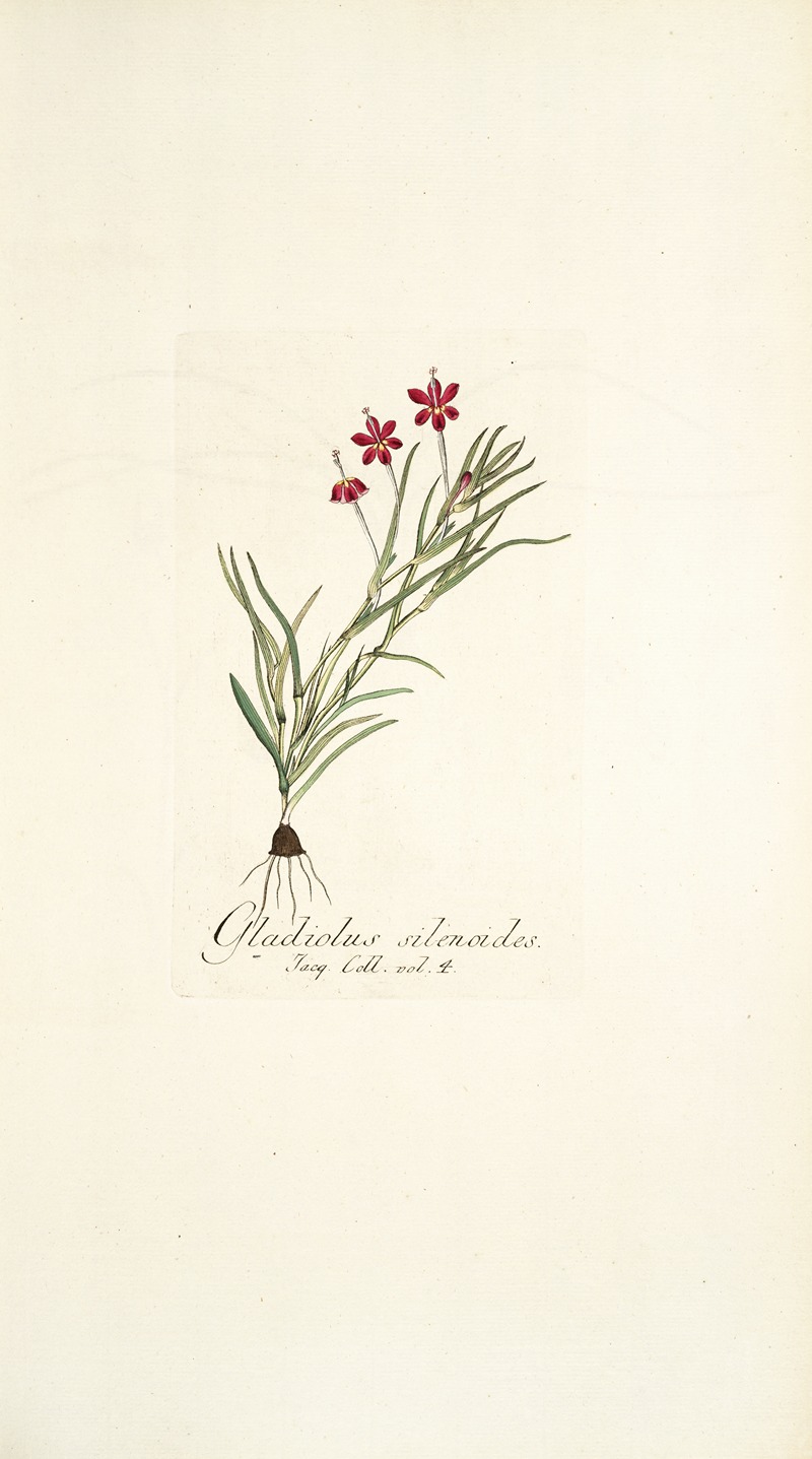 Nikolaus Joseph Freiherr von Jacquin - Gladiolus silenoides