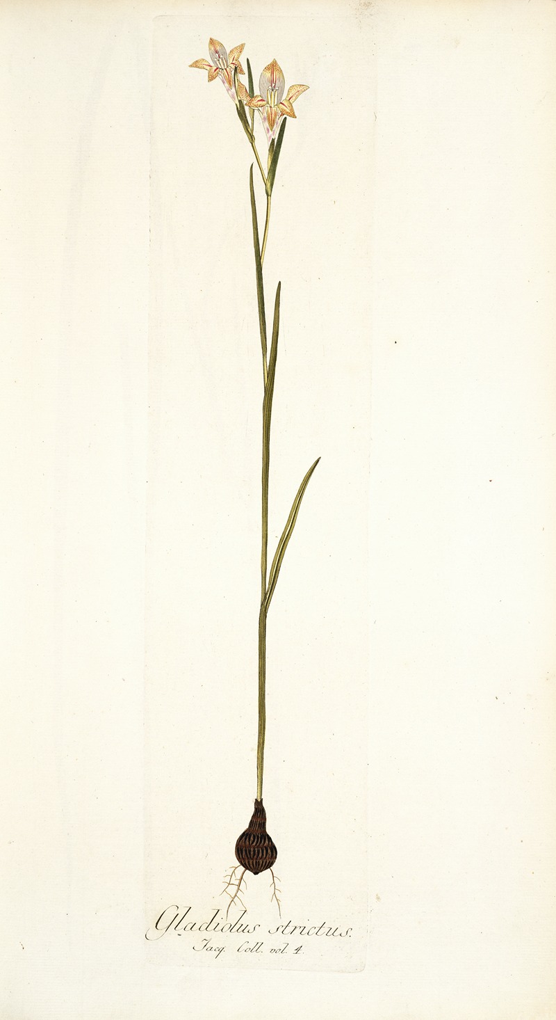 Nikolaus Joseph Freiherr von Jacquin - Gladiolus strictus