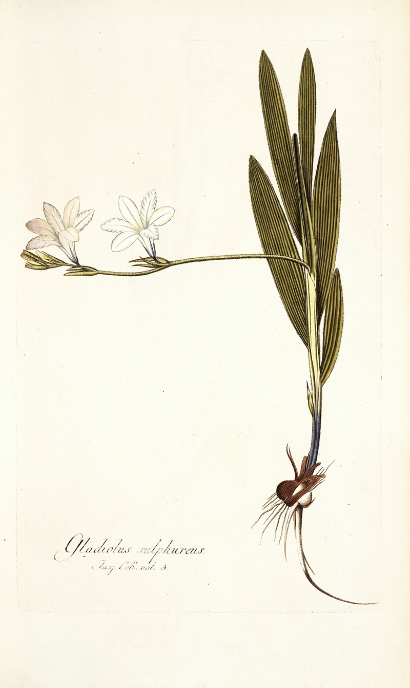 Nikolaus Joseph Freiherr von Jacquin - Gladiolus sulphureus