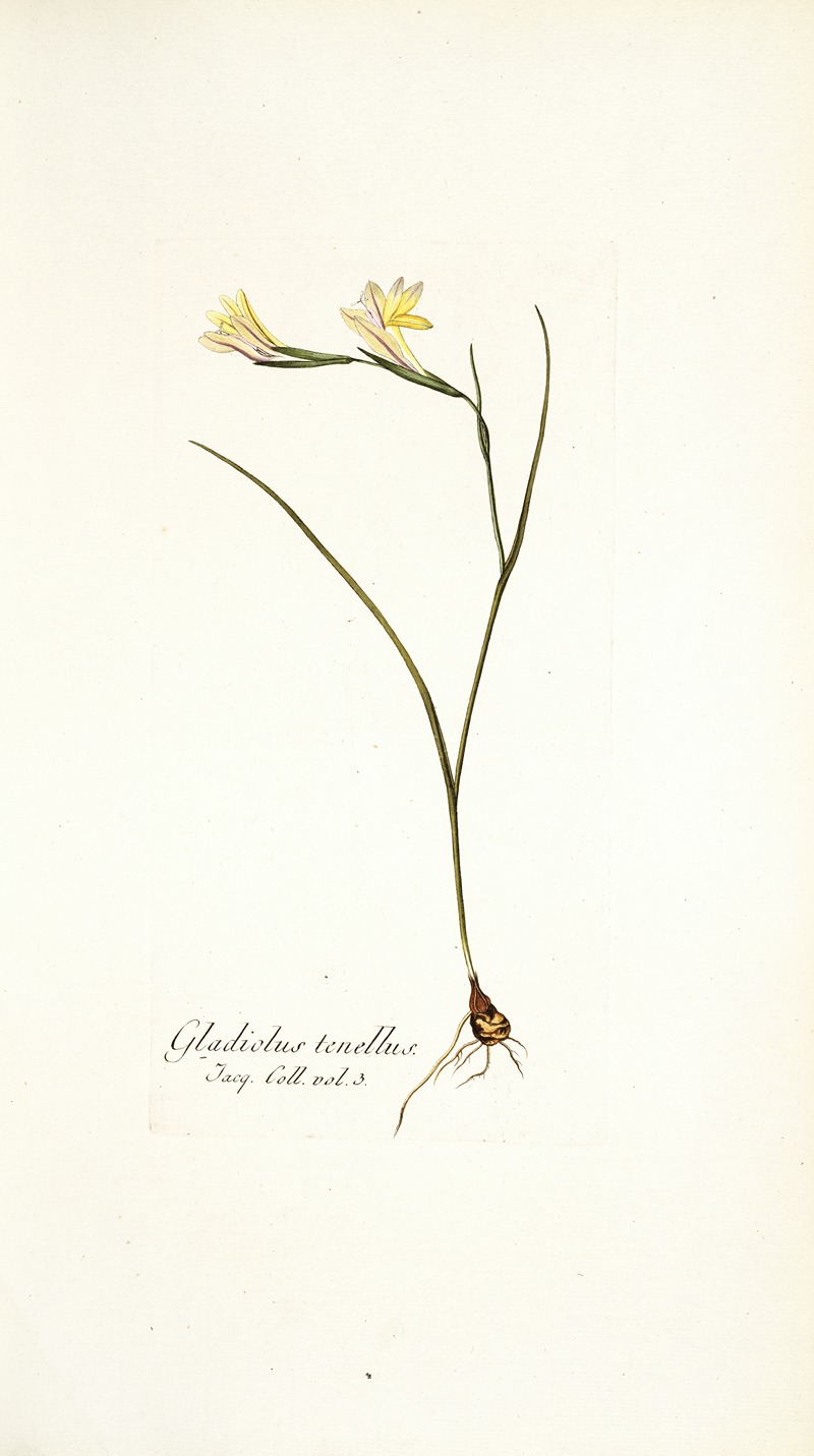 Nikolaus Joseph Freiherr von Jacquin - Gladiolus tenellus