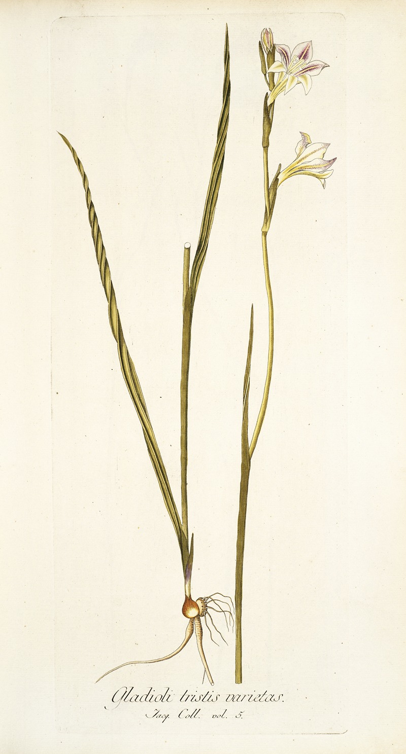 Nikolaus Joseph Freiherr von Jacquin - Gladiolus tristis varietas