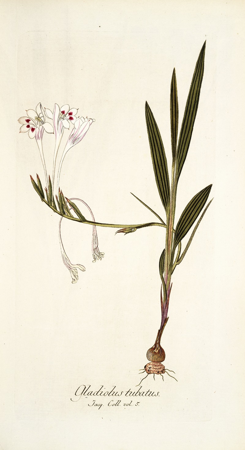 Nikolaus Joseph Freiherr von Jacquin - Gladiolus tubatus