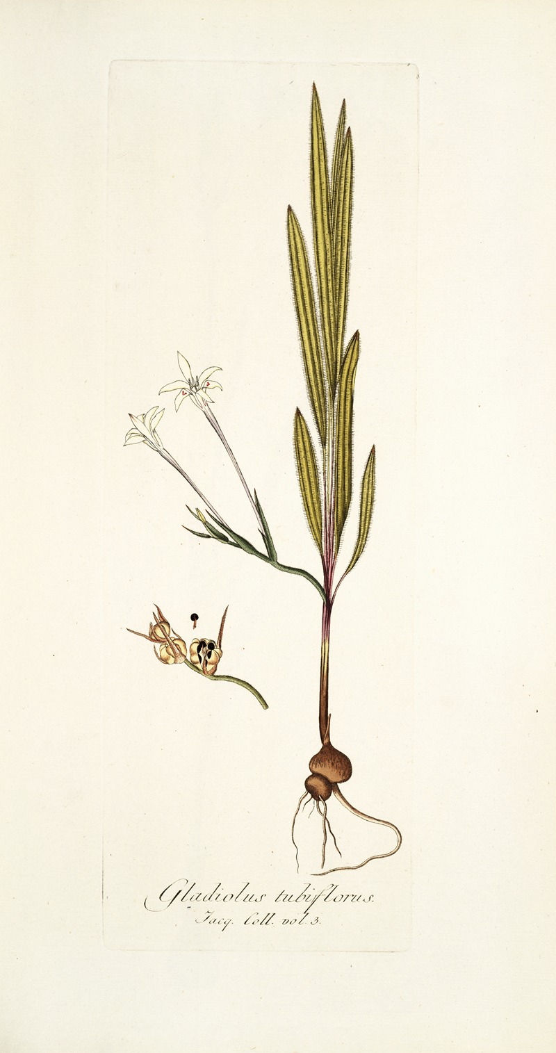 Nikolaus Joseph Freiherr von Jacquin - Gladiolus tubiflorus