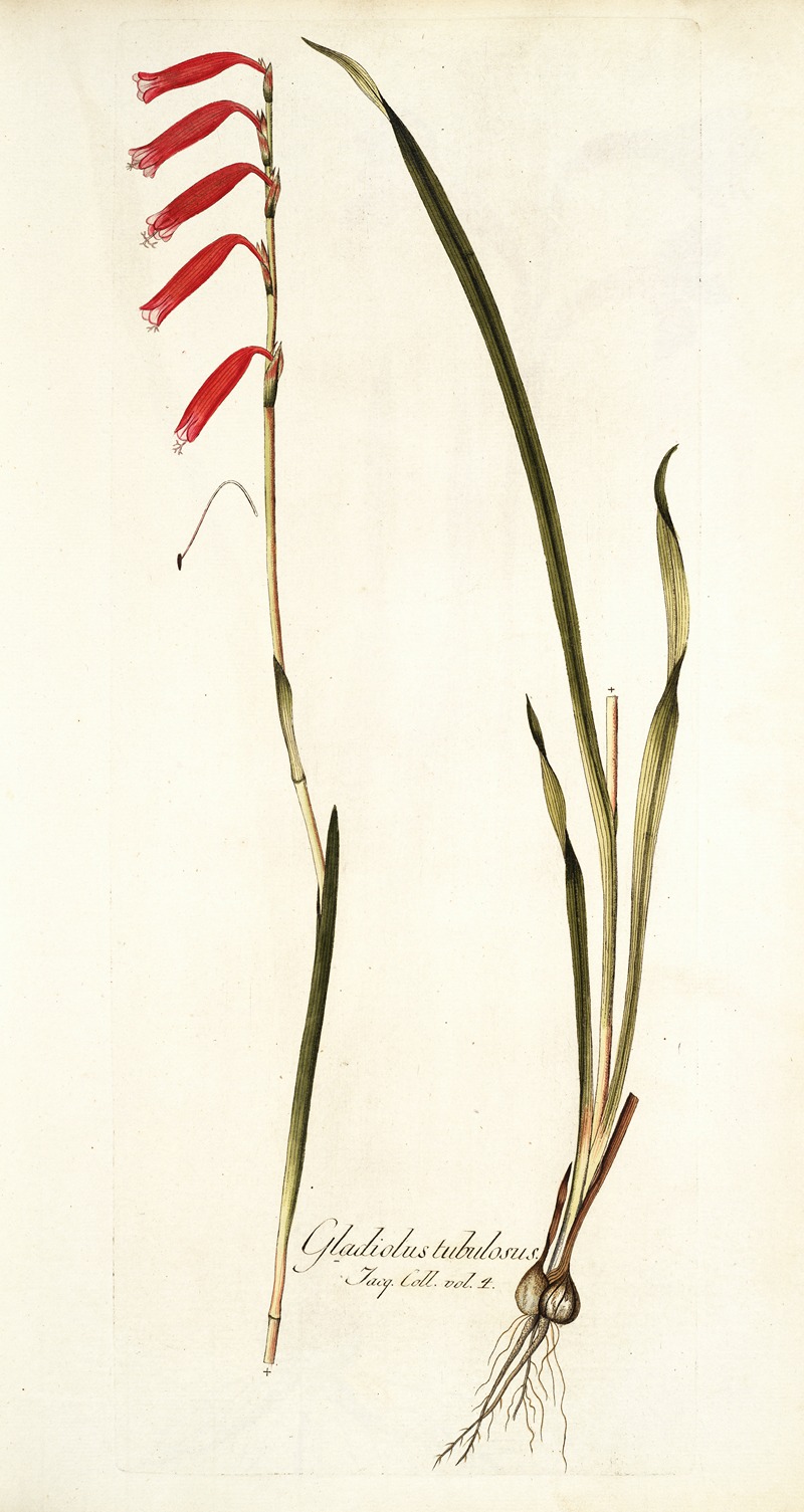 Nikolaus Joseph Freiherr von Jacquin - Gladiolus tubulosus