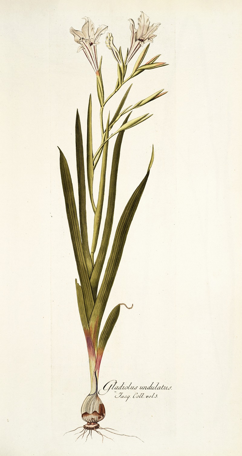 Nikolaus Joseph Freiherr von Jacquin - Gladiolus undulatus