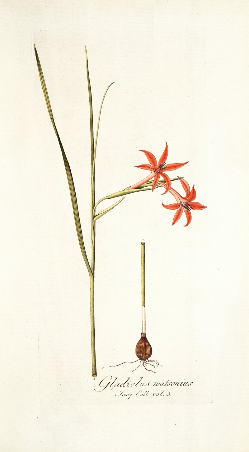 Nikolaus Joseph Freiherr von Jacquin - Gladiolus watsonius