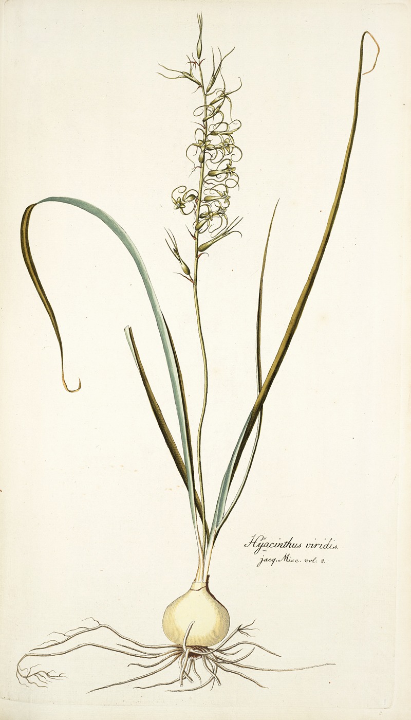 Nikolaus Joseph Freiherr von Jacquin - Hyacinthus viridis