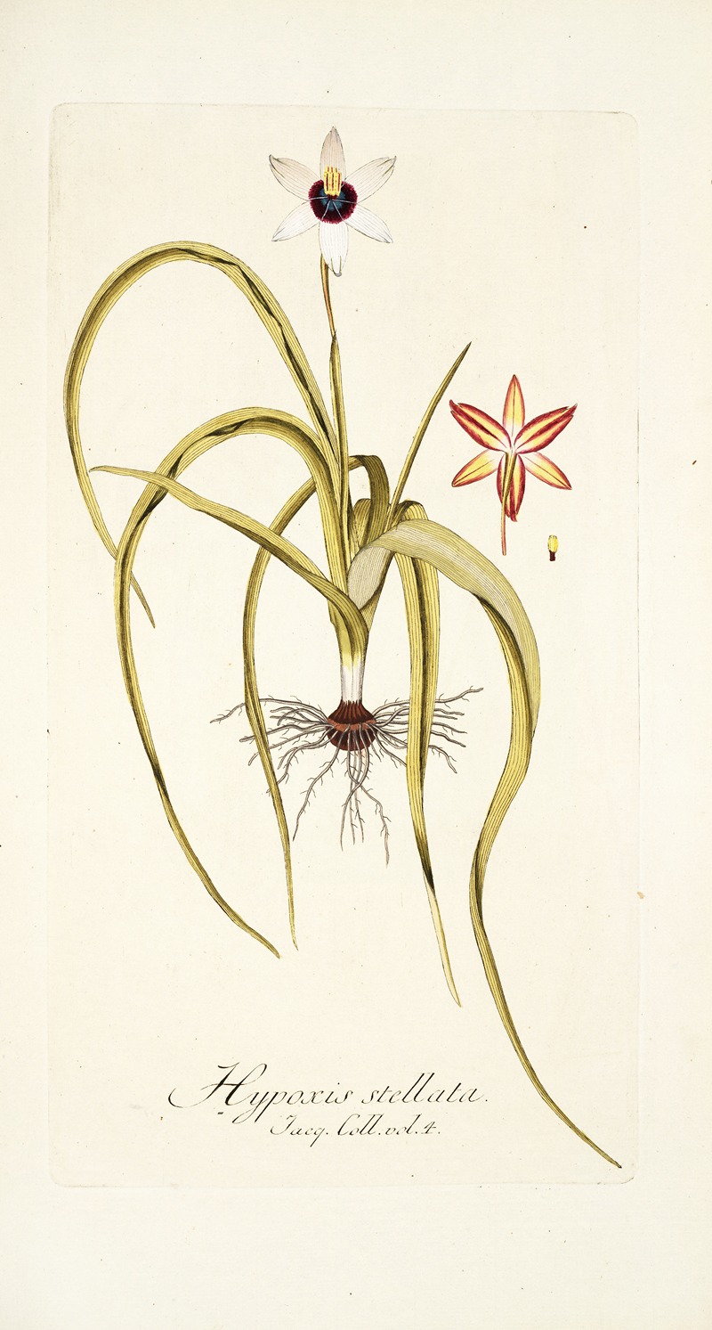 Nikolaus Joseph Freiherr von Jacquin - Hypoxis stellata