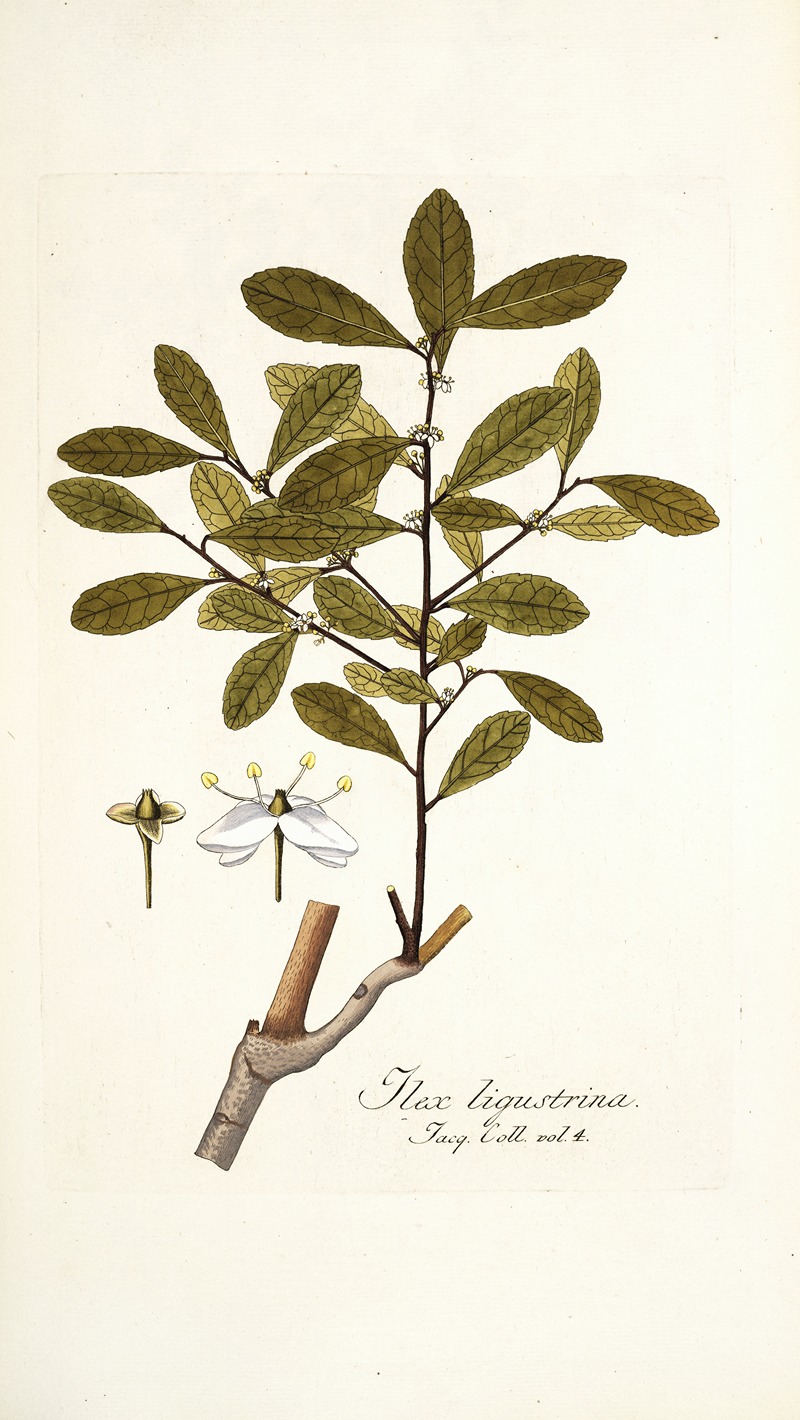 Nikolaus Joseph Freiherr von Jacquin - Ilex ligustrina