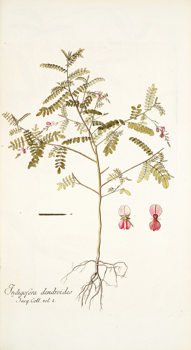 Nikolaus Joseph Freiherr von Jacquin - Indigofera dendroides