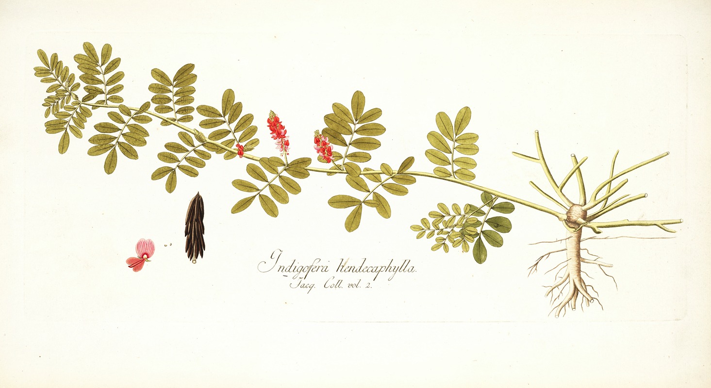 Nikolaus Joseph Freiherr von Jacquin - Indigofera hendecaphylla