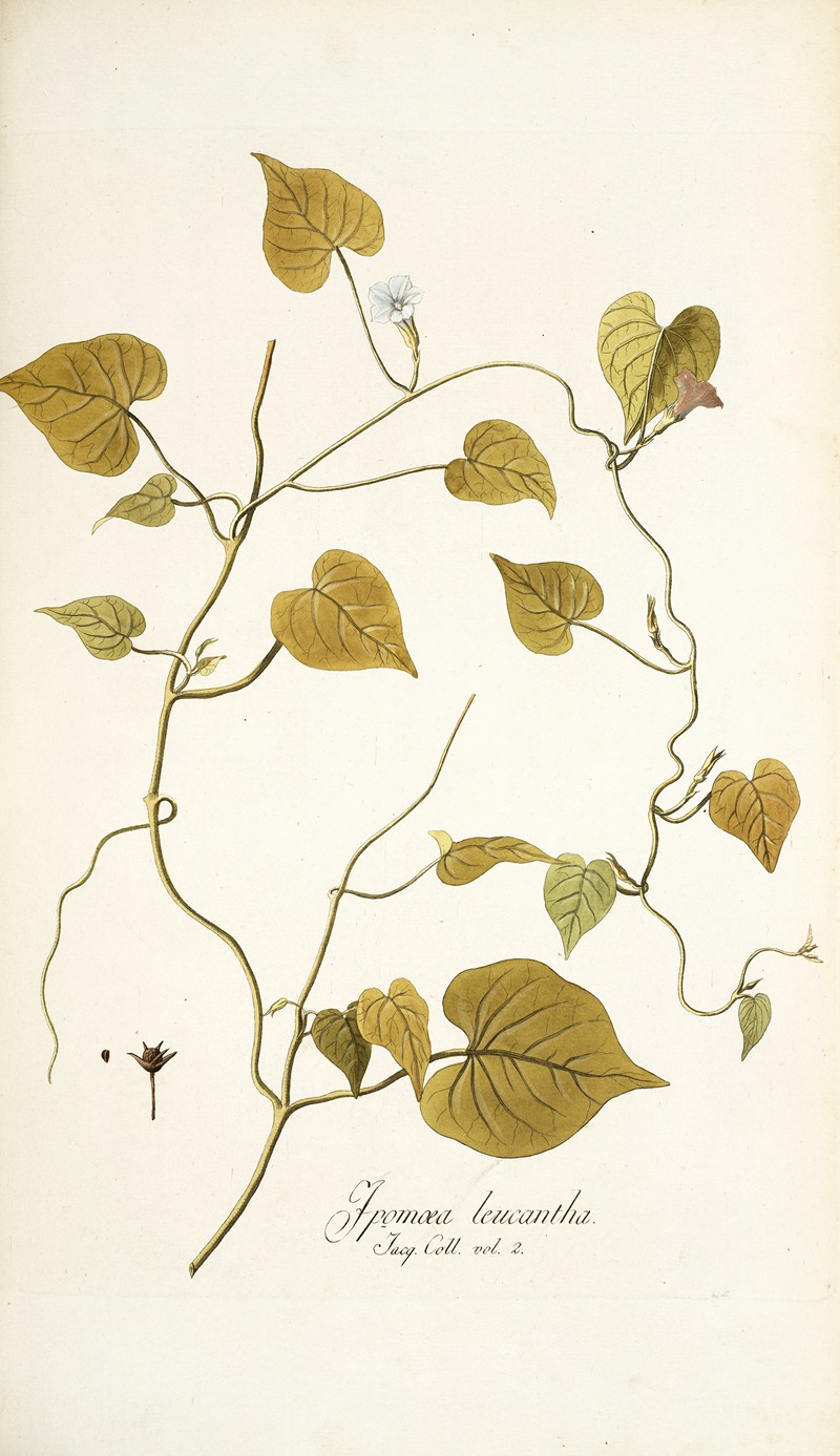 Nikolaus Joseph Freiherr von Jacquin - Ipomoea leucantha