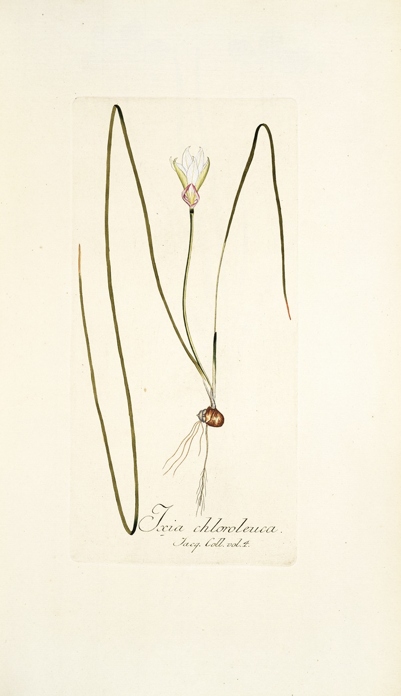 Nikolaus Joseph Freiherr von Jacquin - Ixia chloroleuca