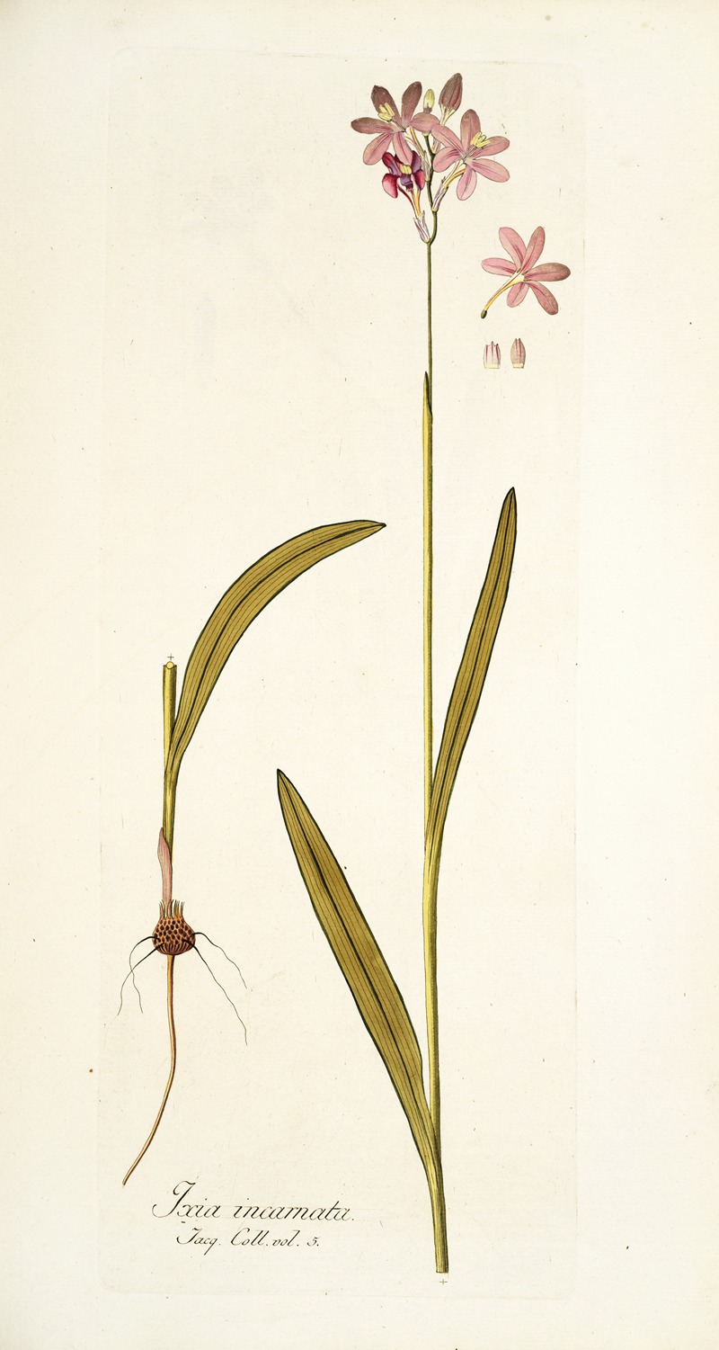 Nikolaus Joseph Freiherr von Jacquin - Ixia incarnata