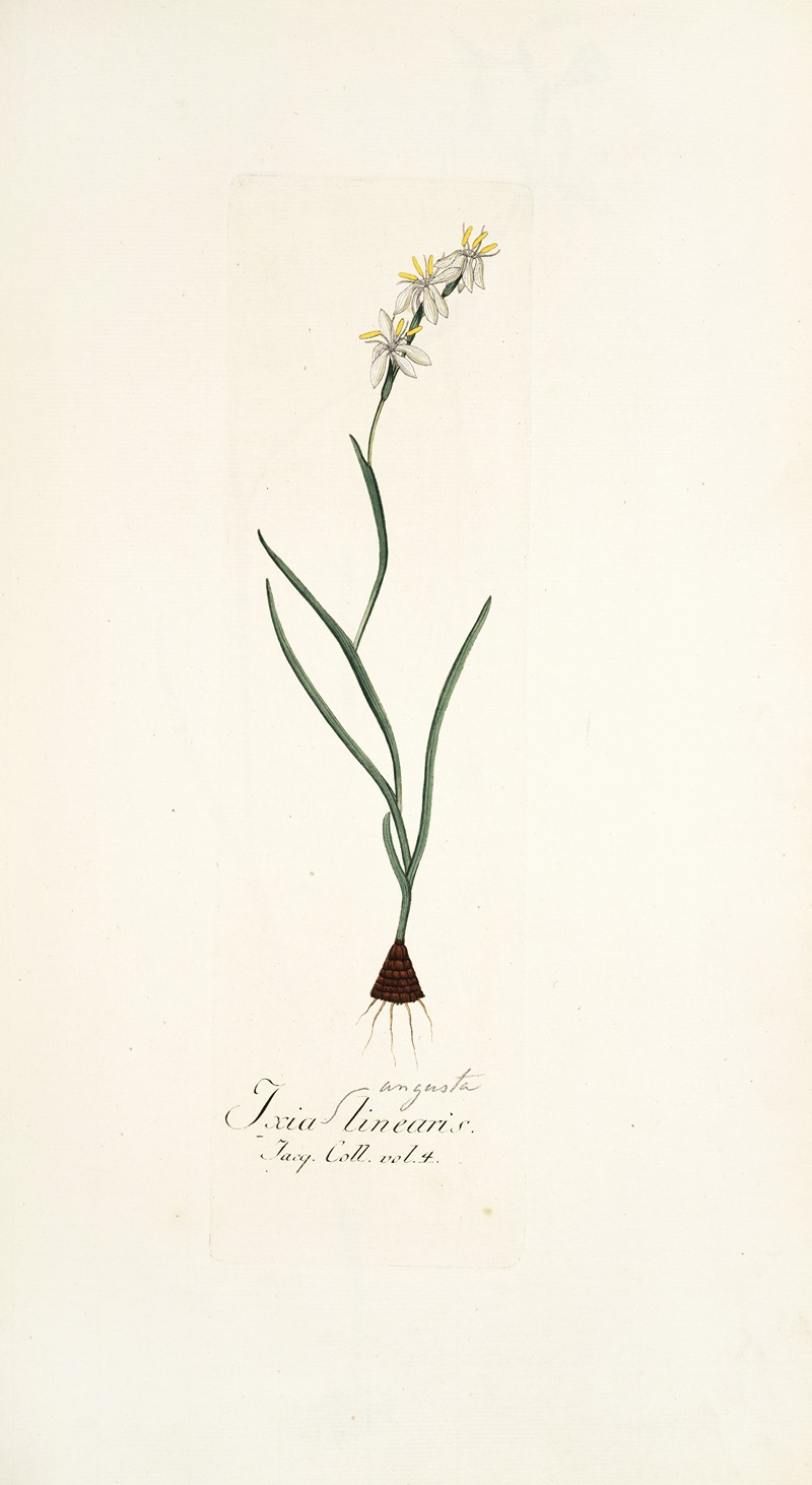 Nikolaus Joseph Freiherr von Jacquin - Ixia linearis