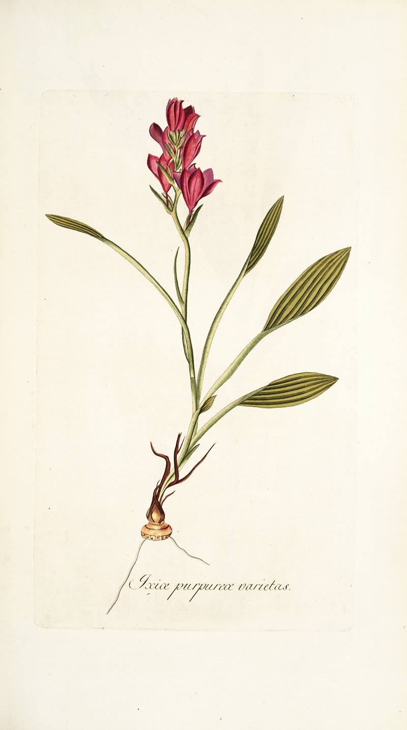 Nikolaus Joseph Freiherr von Jacquin - Ixia purpurea varietas