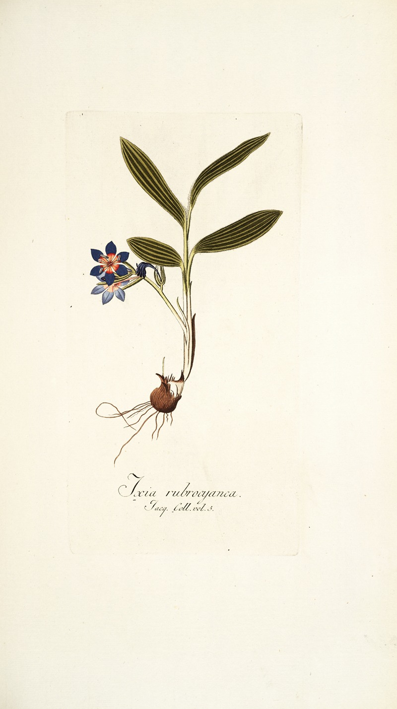 Nikolaus Joseph Freiherr von Jacquin - Ixia rubrocyanea