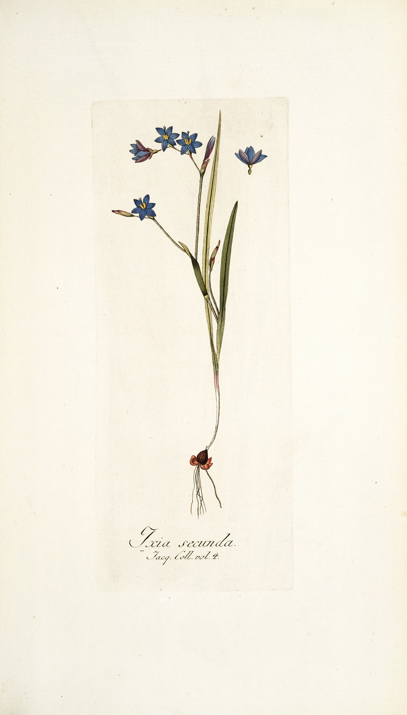 Nikolaus Joseph Freiherr von Jacquin - Ixia secunda