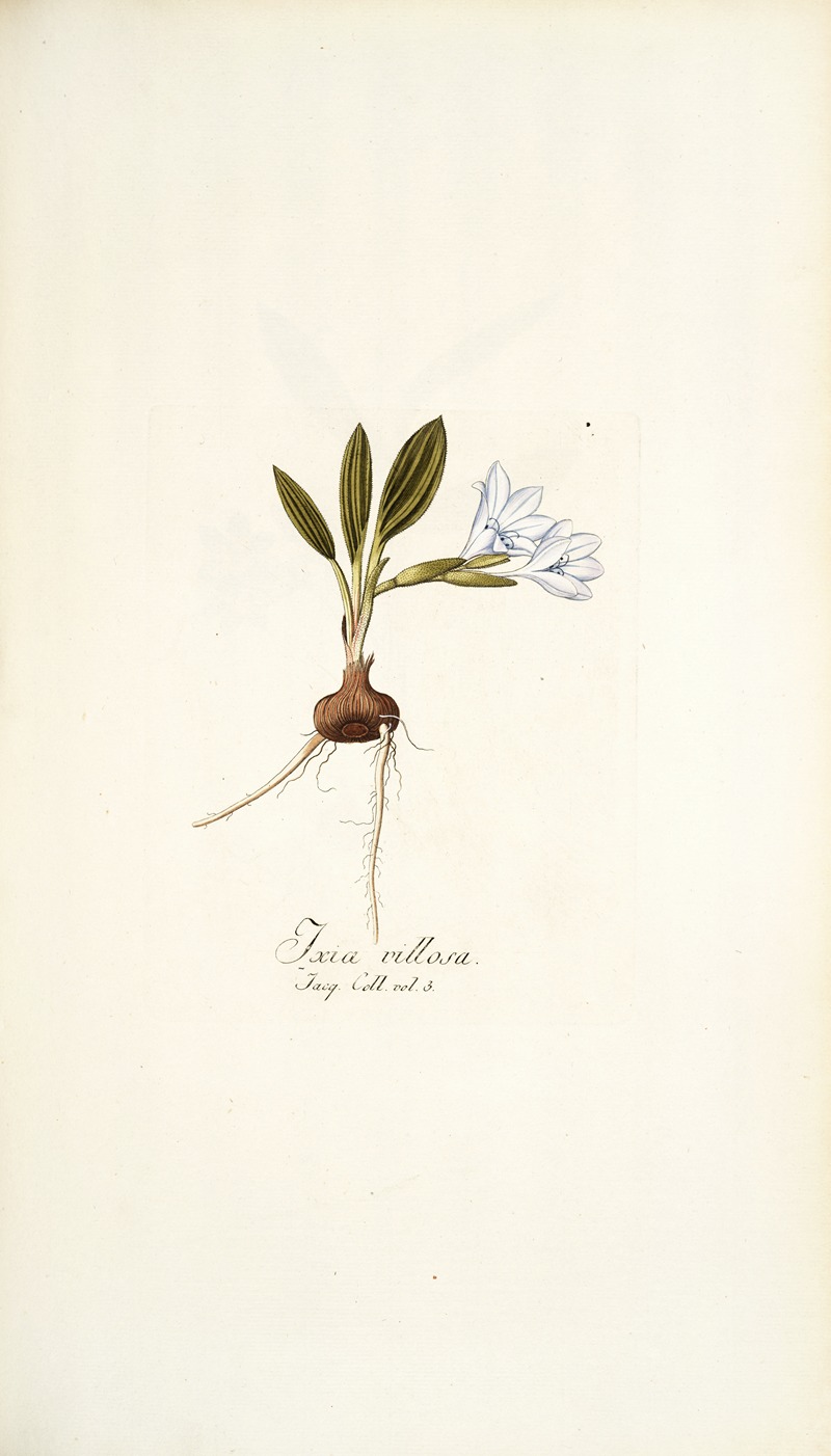 Nikolaus Joseph Freiherr von Jacquin - Ixia villosa